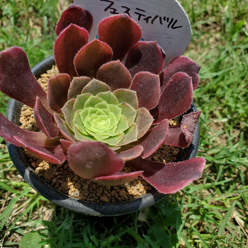 72#多肉植物❤️アエオニウム錦❤️ もみじ❤️枫葉❤️9頭15-16cm拔き苗 72#多肉植物❤️アエオニウム錦❤️ もみじ❤️枫葉❤️9頭15-16cm
