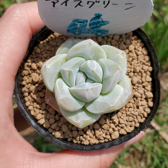 アイスグリーン 多肉植物 エケベリア 2枚目の画像