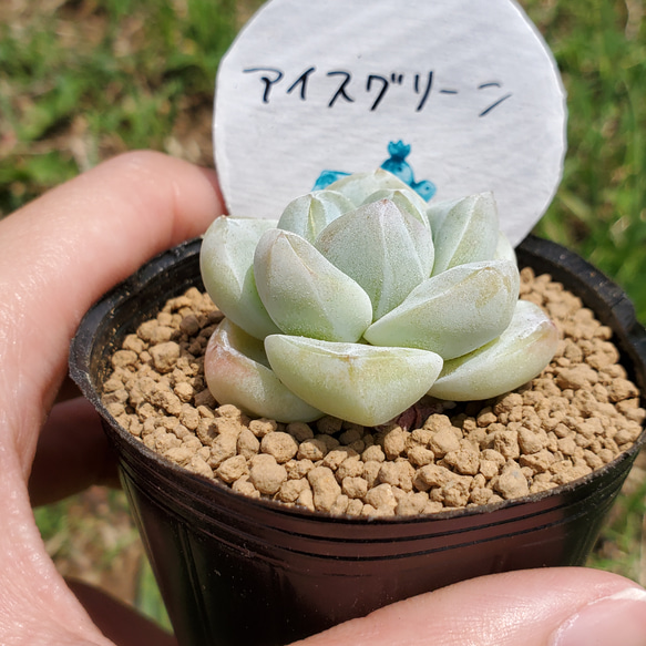 アイスグリーン 多肉植物 エケベリア 3枚目の画像