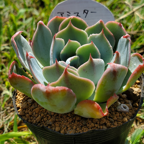 アミスター 多肉植物