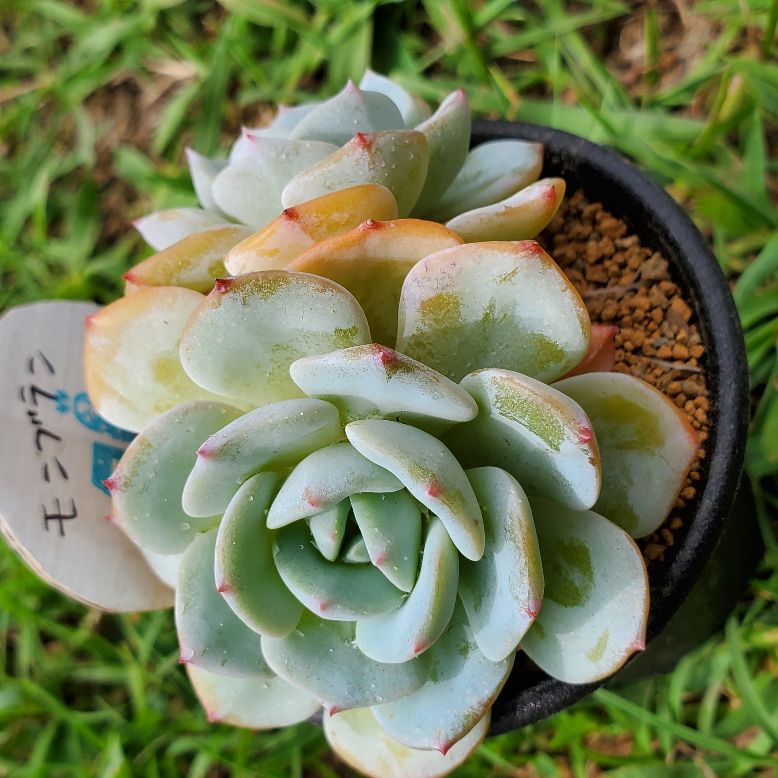 多肉植物　モンブラン