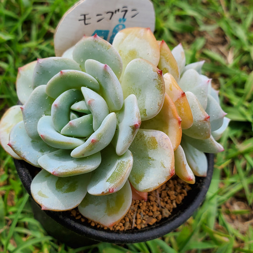 多肉植物　モンブラン 楽天市場】モンブラン エケベリア属 多肉植物 9cmポット観葉植物