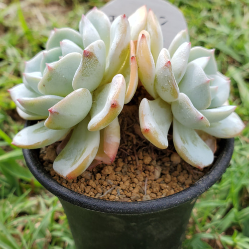 モンブラン 多肉植物 エケベリア その他インテリア雑貨 多肉のたかだ