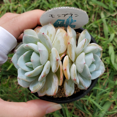 多肉植物　モンブラン モンブラン – 多肉植物の通販・販売サイト tawawa