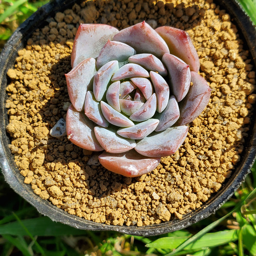 多肉植物アメイジンググレイス錦抜き苗