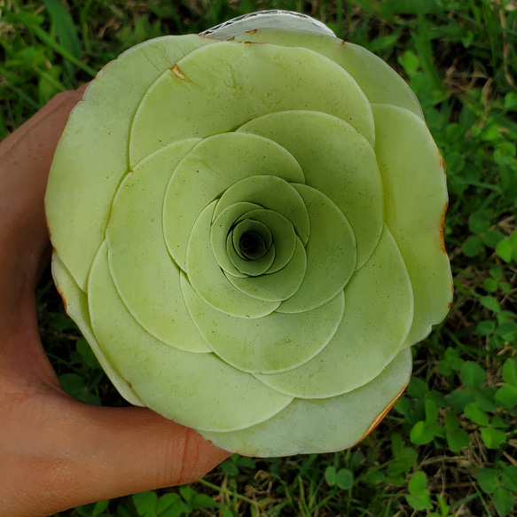 ギガンティア 多肉植物 アエオニウム 3枚目の画像