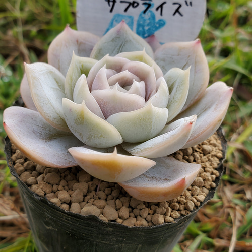 ブルーサプライズ 多肉植物 エケベリア その他インテリア雑貨