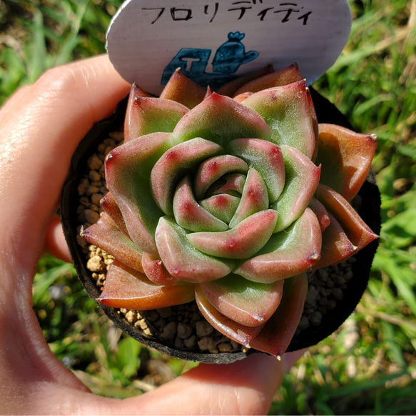 フロリディティ 多肉植物 エケベリア 2枚目の画像