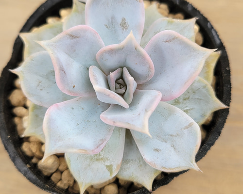 1_a23123266470da28901ad4f10d0b