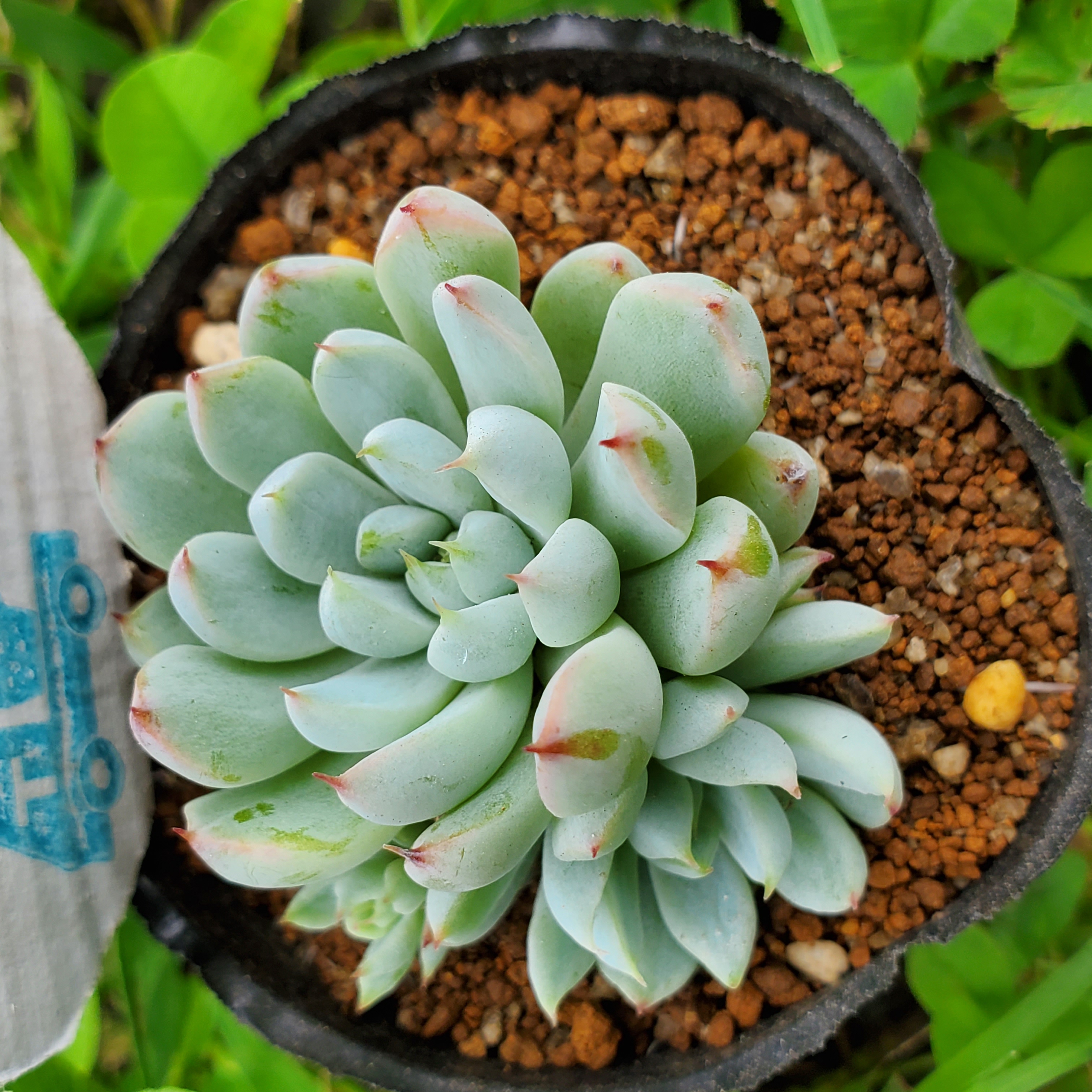 多肉植物 アイスグリーン1️⃣ 群生 可愛い そのまま発送 多肉植物