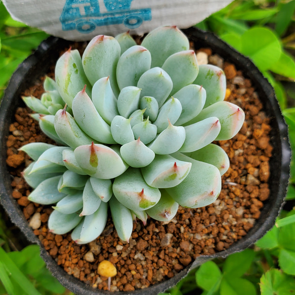 ホワイトライン 多肉植物 エケベリア その他インテリア雑貨 多肉の 