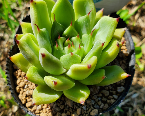 売却済み 多肉植物 リエール苗 ブラックチップ 【公式通販】