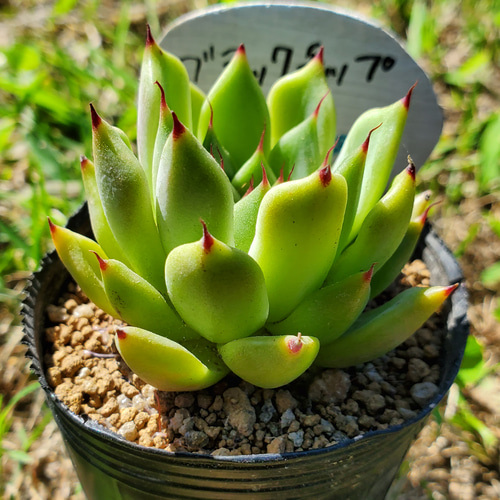 ちい エケベリア ブラックホーク 多肉植物 札付き ブラックチップ 多肉植物 エケベリア その他インテリア雑貨 多肉の
