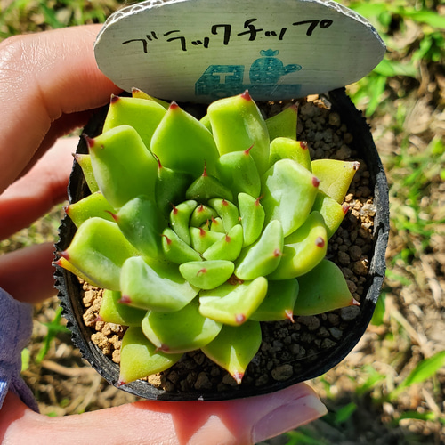 ちい エケベリア ブラックホーク 多肉植物 札付き ブラックチップ 多肉植物 エケベリア その他インテリア雑貨 多肉の