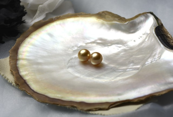 白蝶ゴールドパール 無穴 12.1mm 1粒 ラウンド系 ゴールデン真珠 最高級素材 ルース 素材 パーツ 金 5枚目の画像