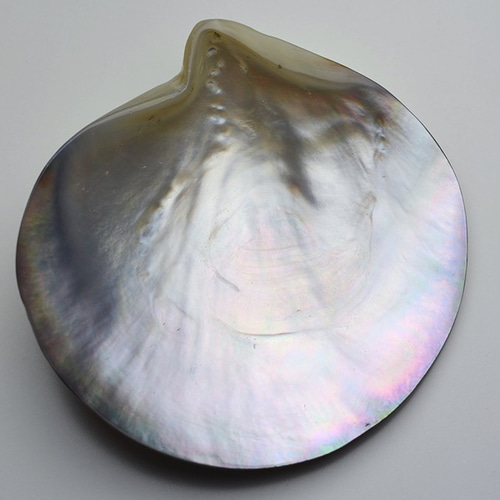 ❤︎真珠貝❤︎世界にひとつ❤︎ 0_7875e9accbcb14ef11efd005ee8a