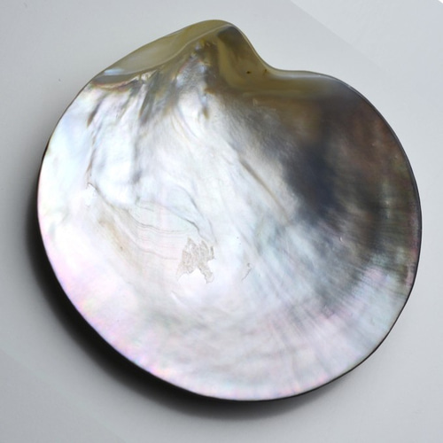 ❤︎真珠貝❤︎世界にひとつ❤︎ 大きな黒蝶真珠貝 シェル 皿 1枚 タヒチパール その他置物 ジュエリー