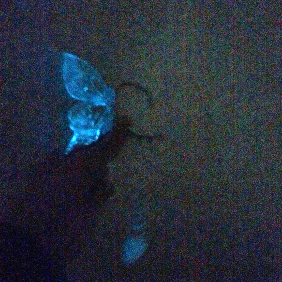 冬蝶の舞う頃に。 蓄光 イヤーフック 2枚目の画像