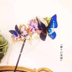 特集掲載「蝶々の楽園」 本物のモルフォ蝶の色変化と蓄光バレッタ 1枚目の画像