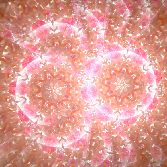 玻璃莢萬花筒“花莢”乾花蜂蜜尾巴/粉紅 第7張的照片