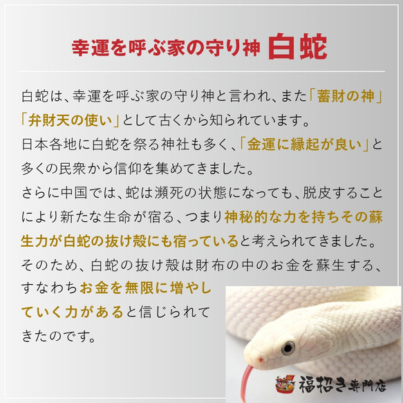 白蛇　抜け殻　白ヘビ　ヘビ　祈願　お金 4枚目の画像