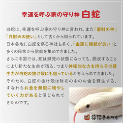 白蛇 抜け殻 祈願済み 祈願 尻尾 希少 商売繁盛 お金　お札　 5枚目の画像