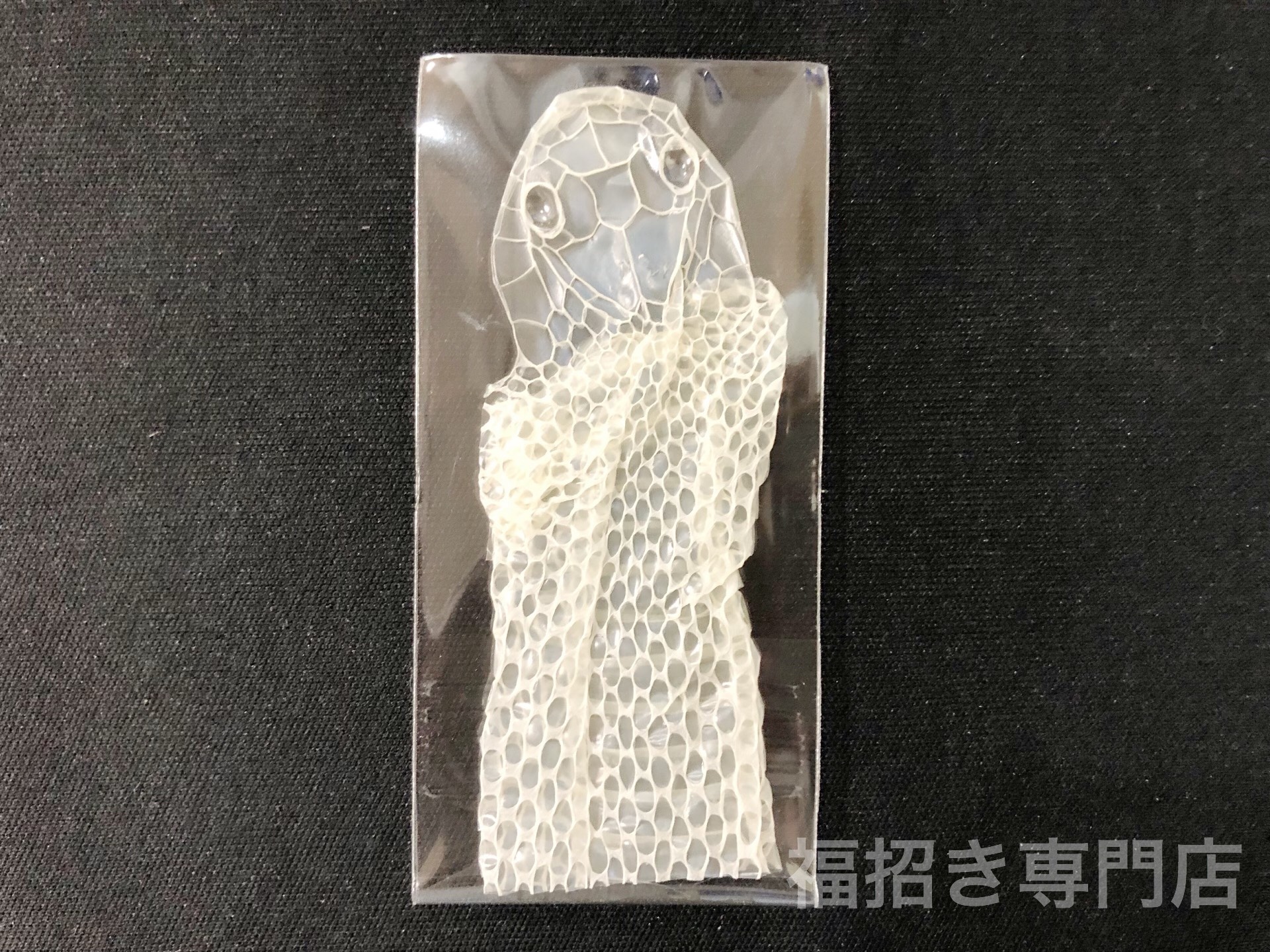 白蛇 抜け殻 頭 1個 置物 インテリア 宝くじ 脱殻 その他