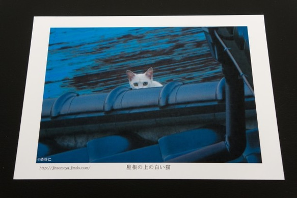 白い猫のポストカードセット 1枚目の画像
