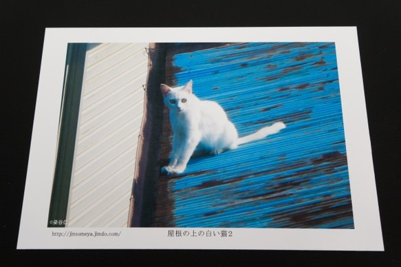 白い猫のポストカードセット 2枚目の画像