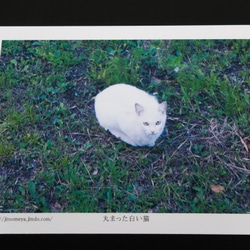 白い猫のポストカードセット 3枚目の画像