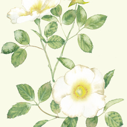 “白玫瑰（Supinoshishima）”的小袋子的水彩畫 第5張的照片