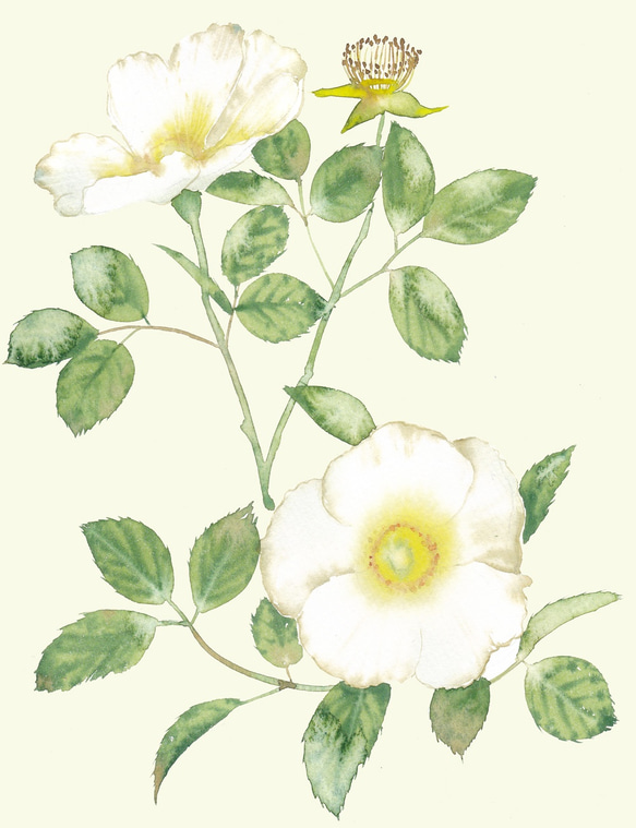 “白玫瑰（Supinoshishima）”的小袋子的水彩畫 第5張的照片
