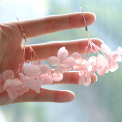 【蜜】Nectar Hydrangea Flowers Earrings by ETPLANT 繡球花真花淺粉淡粉紅耳環 第1張的照片