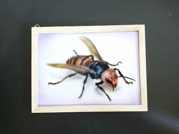オリジナルミニインテリアフレーム  オオスズメバチ 1枚目の画像