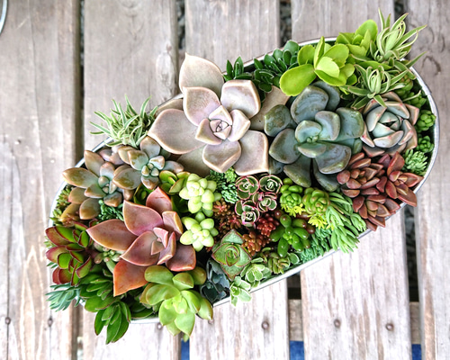 多肉植物　寄せ植え　楕円 Amazon.co.jp: 多肉植物 寄せ植え 楕円 鉢ごと発送 : ホビー