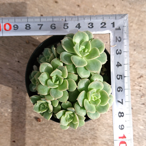 多肉植物 エケベリア属 みどりぼたん その他インテリア雑貨 じもん商店