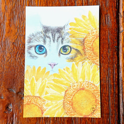 猫とヒマワリのポストカード【3枚入り】 1枚目の画像