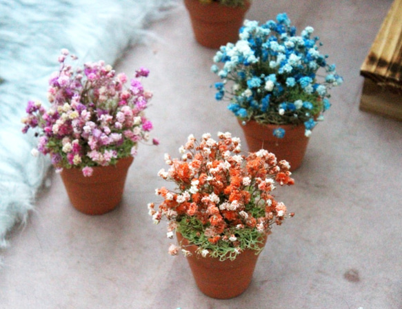 [Blooming ! 生活~滿天星X小盆花] 3色一組 乾燥花  客製 花禮 禮物 擺飾 佈置 療癒小物 第1張的照片