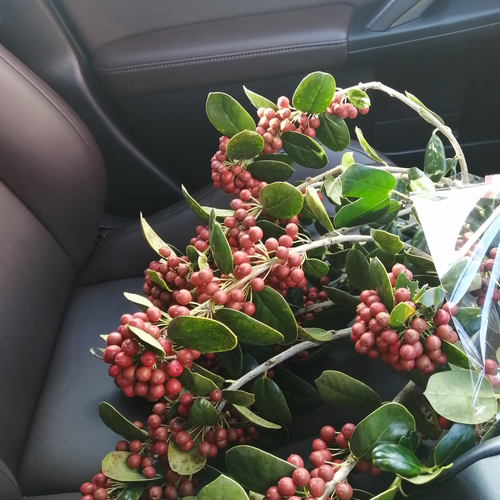 クリスマスホーリーの赤い実が可愛い♡ドライフラワースワッグ