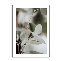 アートポスター：８３流れと原種チューリップ アートポスター：83流れと原種チューリップ アートポスター