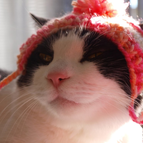大人気ポンポンにゃんこ帽子♡猫用手編み帽子☆ねこニット帽