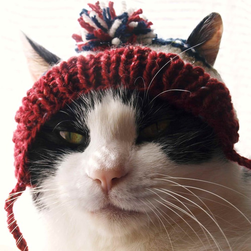 ありがたやにゃんこ ②えんじ ありがたやにゃんこ ②えんじ The Battle