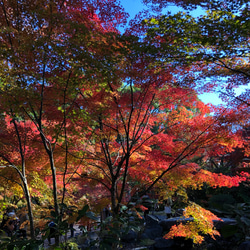 ハーバリウム/紅葉 4枚目の画像