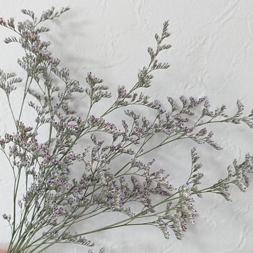 ブルーファンタジア ドライフラワー 【花材】 ドライフラワー  