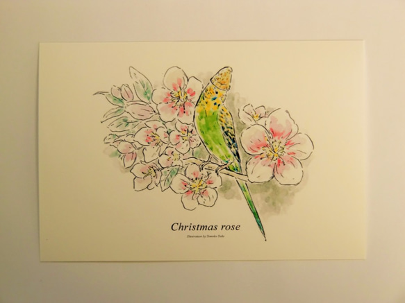 インコのポストカード2枚セット　「クリスマスローズとインコ」 4枚目の画像