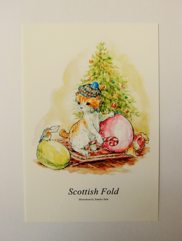 猫のポストカード2枚セット　「スコティッシュフォールド」 4枚目の画像
