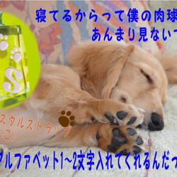 猫 犬 肉球 イニシャル 入り　高級クリスタル ストラップ(化粧箱付）送料無料 3枚目の画像