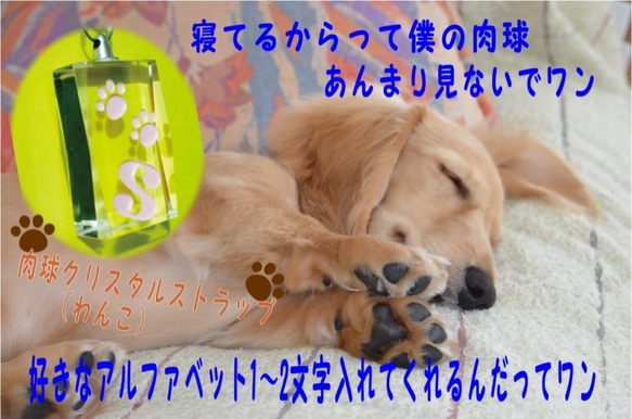 猫 犬 肉球 イニシャル 入り　高級クリスタル ストラップ(化粧箱付）送料無料 3枚目の画像