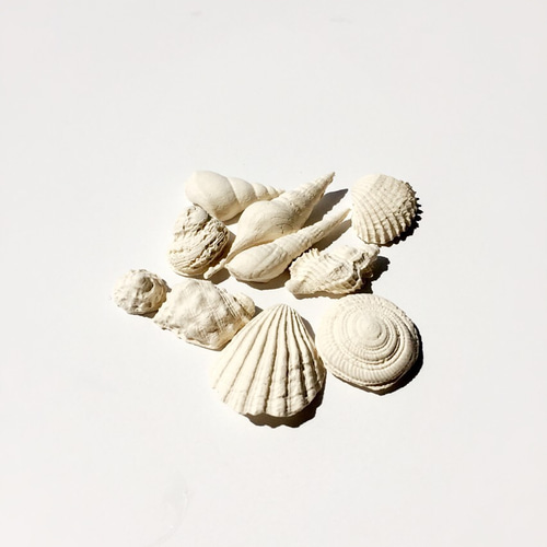 可愛い小さなシェル20個　アロマストーン 可愛い小さなシェル20個 アロマストーン 可愛い小さなシェル20個アロマ