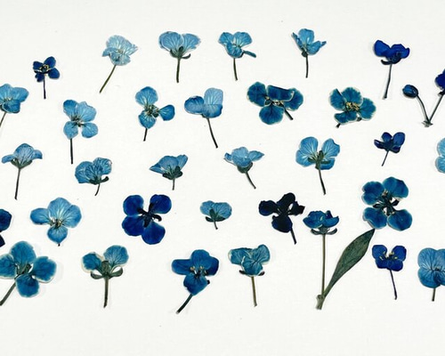 【押し花】　アリッサム　10枚　花材　素材　670 0_b931d782ace20a15c0b1aab969c0